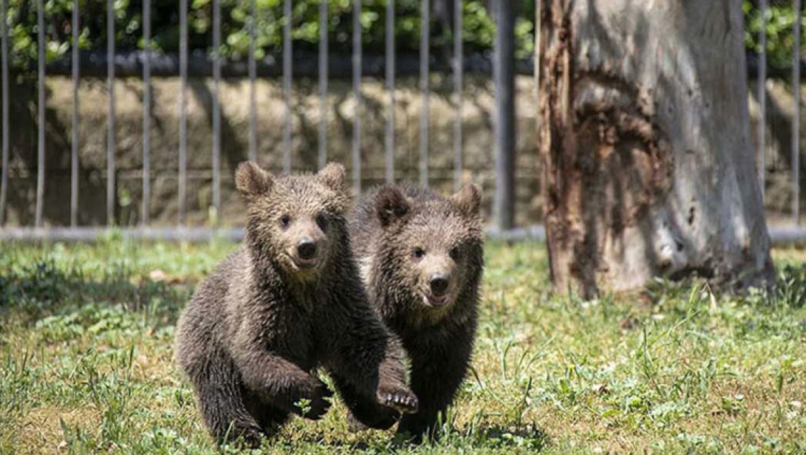 Yavru boz ayılar 'İnci' ve 'Güçlü' Tarsus Doğa Parkı'nın neşesi oldu