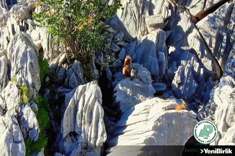 Antalya'da ayı ve ikiz yavrusunun sarp kayalıklara tırmanma çabası görüntülendi