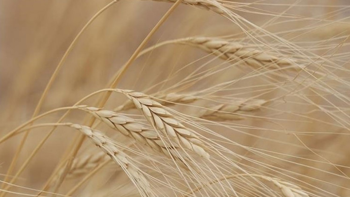 G7 ülkelerinden küresel tahıl krizi uyarısı
