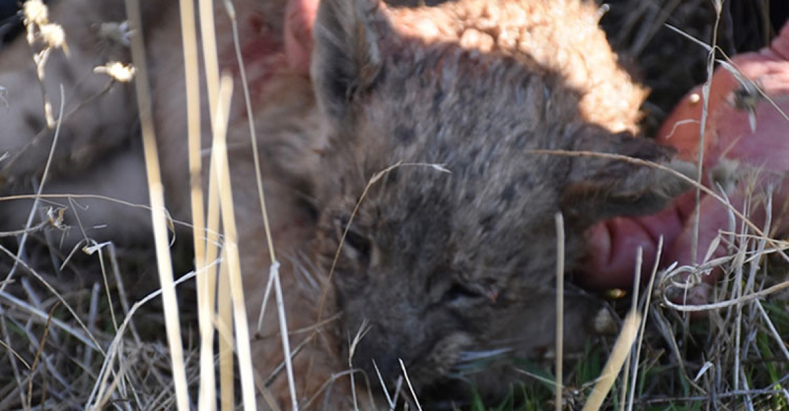 Şanlıurfa'da bulunan yavru aslan koruma altına alındı