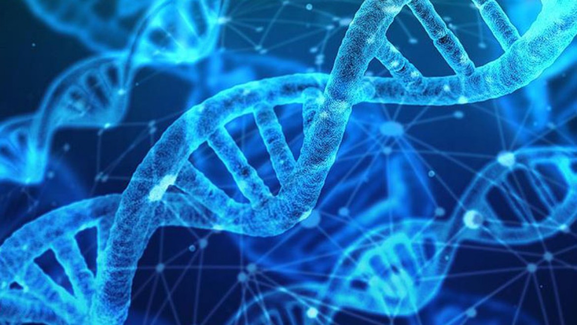 DNA Yaşam Süresi Hakkında İpuçları Veriyor