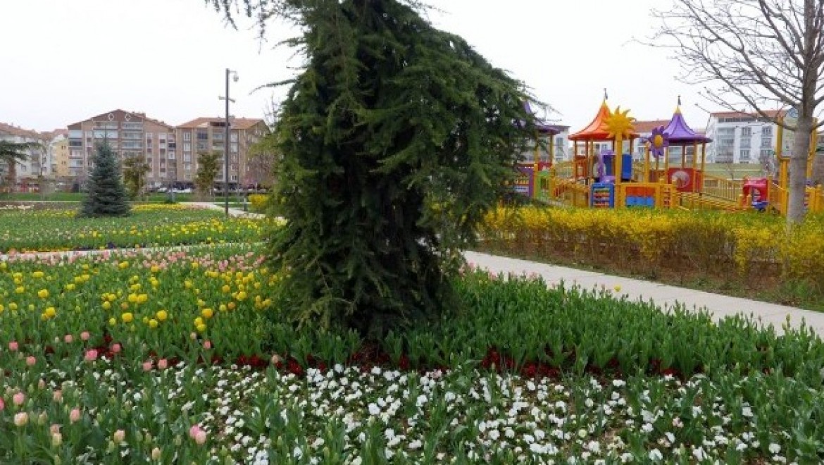 Belediye'nin Diktiği Laleler Çiçek Açtı