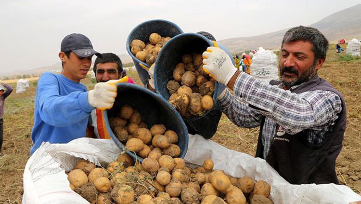 Sivas'ta 7 Çeşit Yerli Patates Üretildi