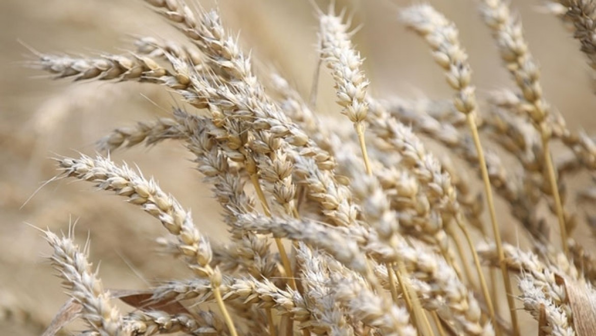 Almanya, Rusya'yı Ukrayna'da savaşı 'tahıl savaşına' dönüştürmekle suçladı