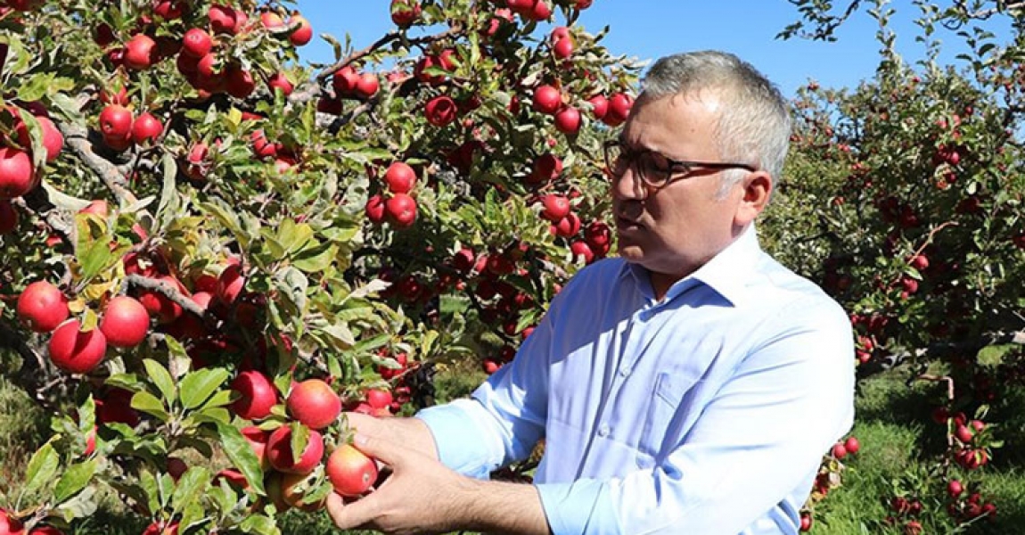 Niğde'de elma üretimi 5 yılda yüzde 25 arttı