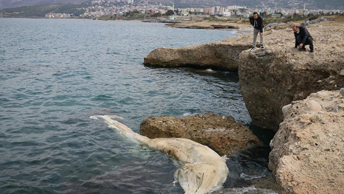İskenderun Körfezi'nde görülen 12 metre uzunluğundaki ölü balina yavrusu kıyıya vurdu