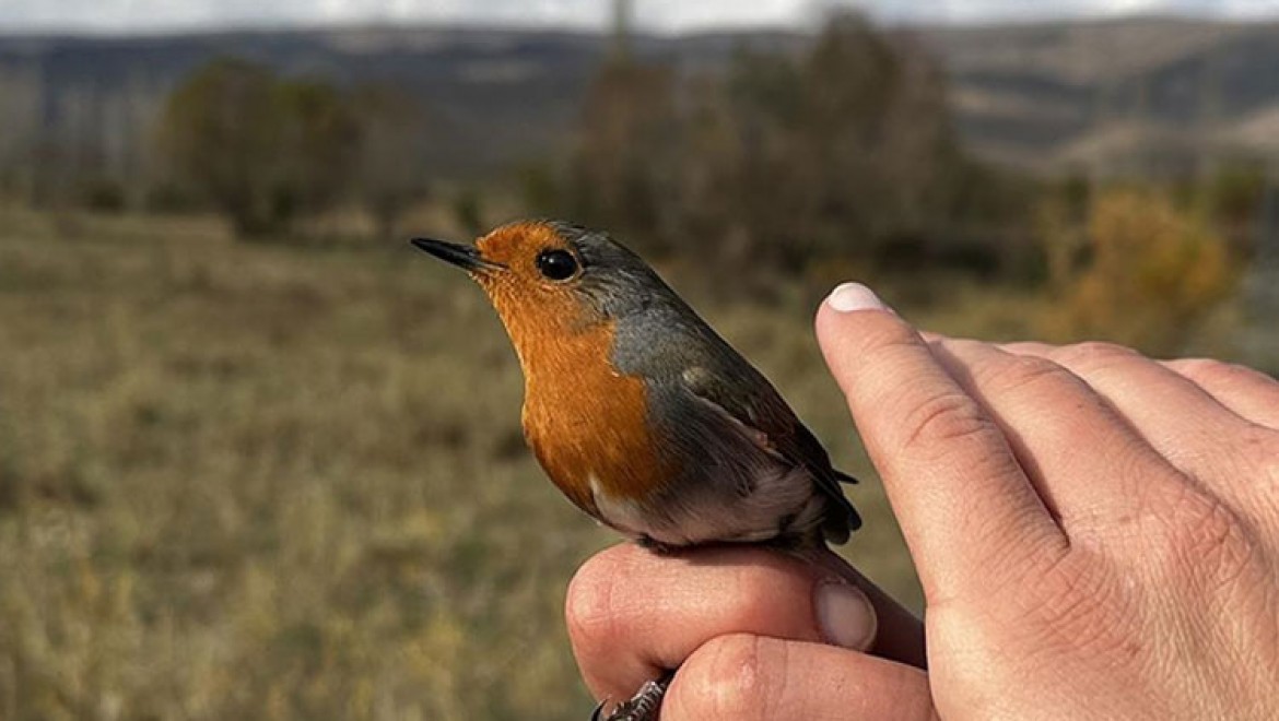 Aras Kuş Cenneti'nde 2023 sezonunda 101 türden kuş halkalandı