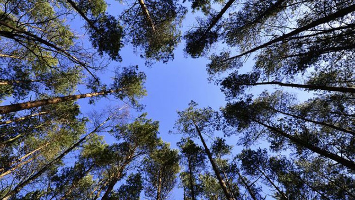 Hükümlülerin 'dikili ağacı' 1 milyonu aştı