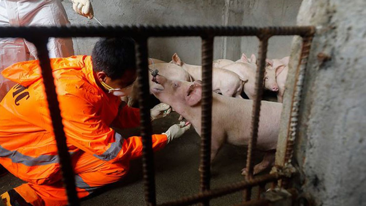 Güney Kore'de Afrika domuz vebası alarmı
