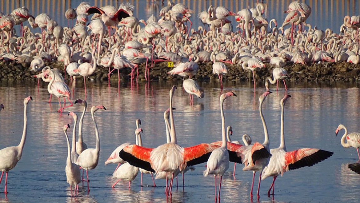 İzmir'in yavru flamingoları dünyaya gözlerini açtı