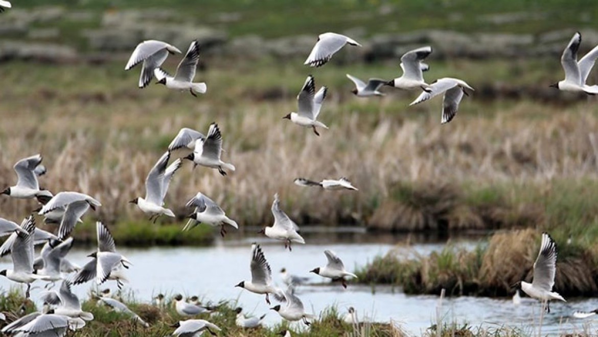 Kars'taki Çalı Gölü'nde bugüne kadar 185 türden kuş gözlemlendi