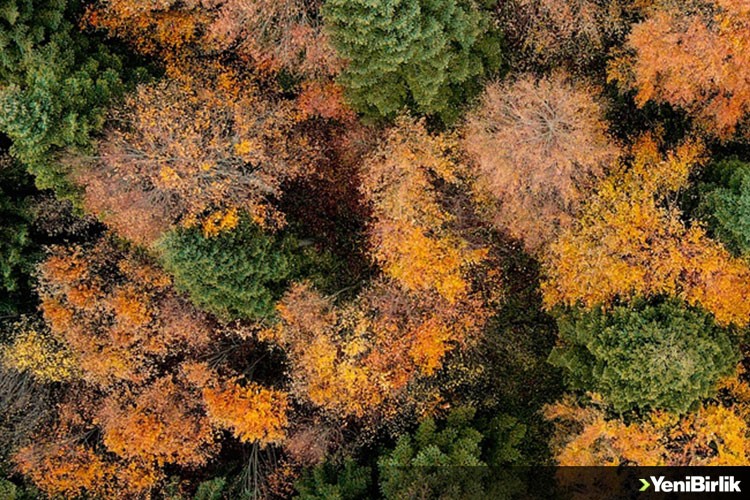 İstanbul ormanları iklim değişikliğiyle mücadeleye uygun planlanacak