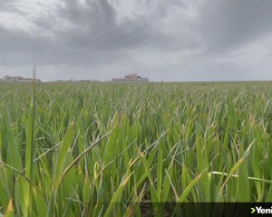 Konya Ovası'nda çiftçi mart ve nisan yağışlarından memnun