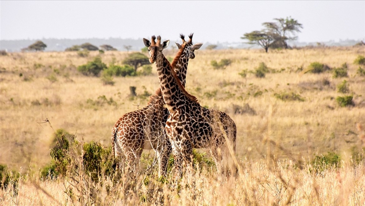 Kenya vahşi doğadaki tüm canlıları tek tek saymaya başladı