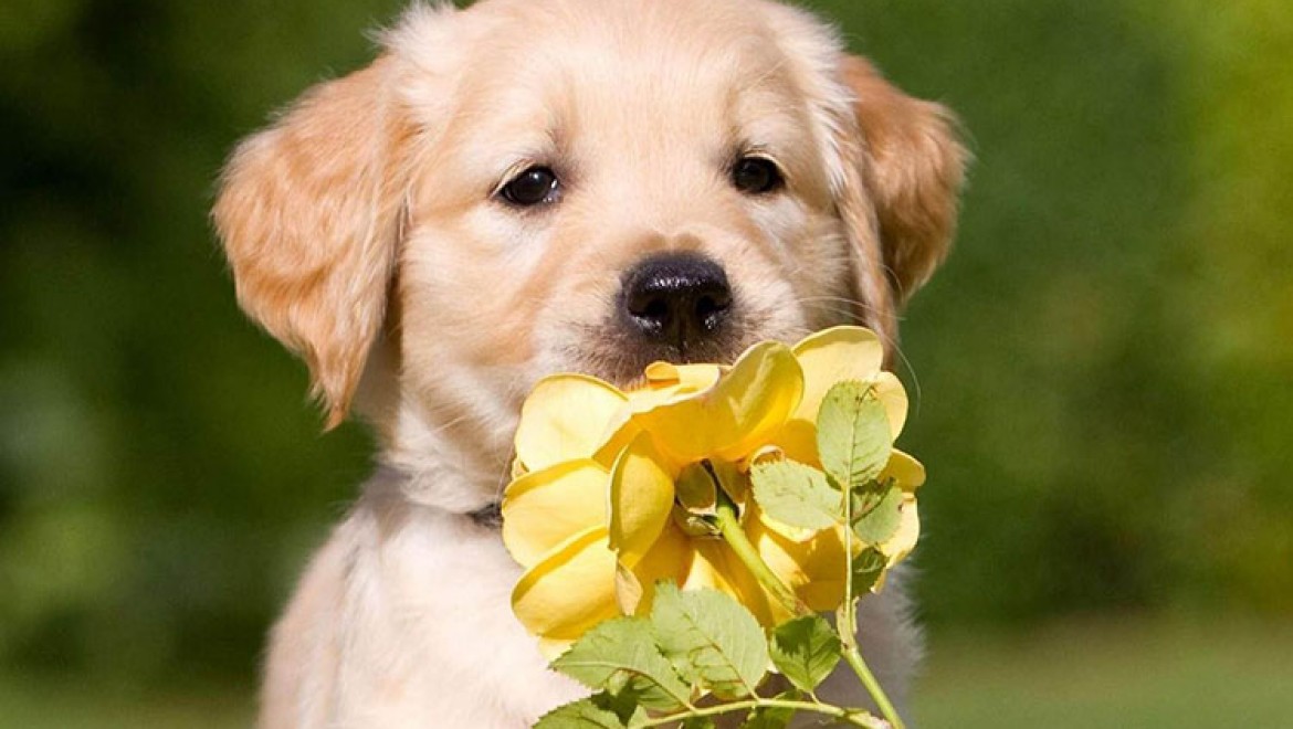 Evcil hayvan sahipleri dikkat! 'Bazı iç mekan  çiçekleri ev hayvanlarını zehirleyebilir'
