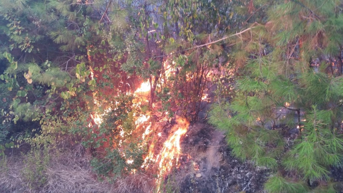 Kahramanmaraş'taki orman yangını kontrol altına alındı