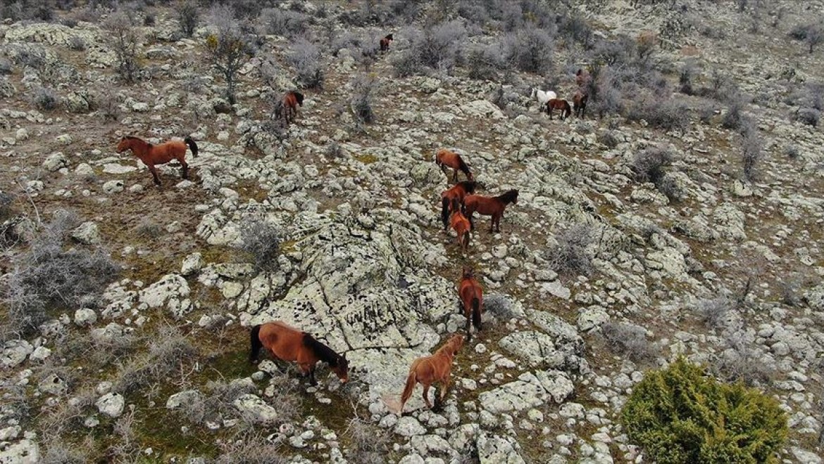 Murat Dağı'ndaki yılkı atlarının sayısı artıyor