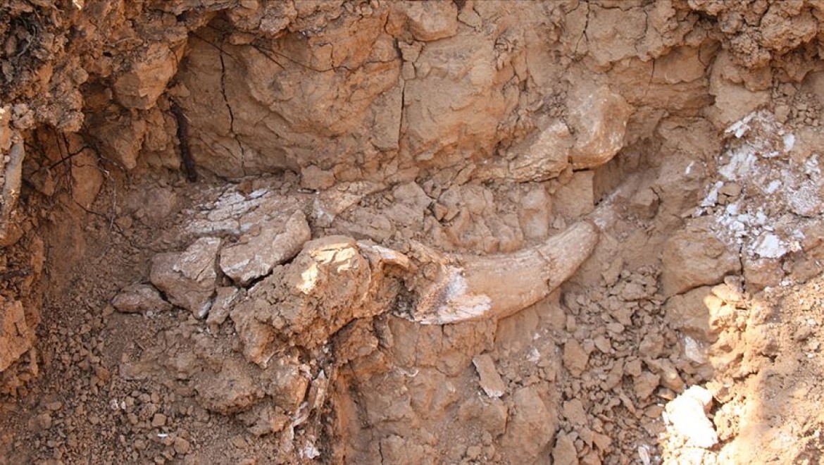 Meksika'da mamut kalıntıları bulundu