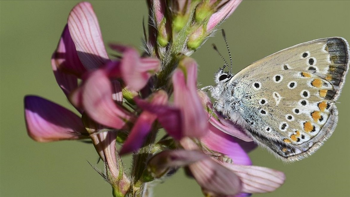 Van Gölü havzası 230 kelebek türüne ev sahipliği yapıyor