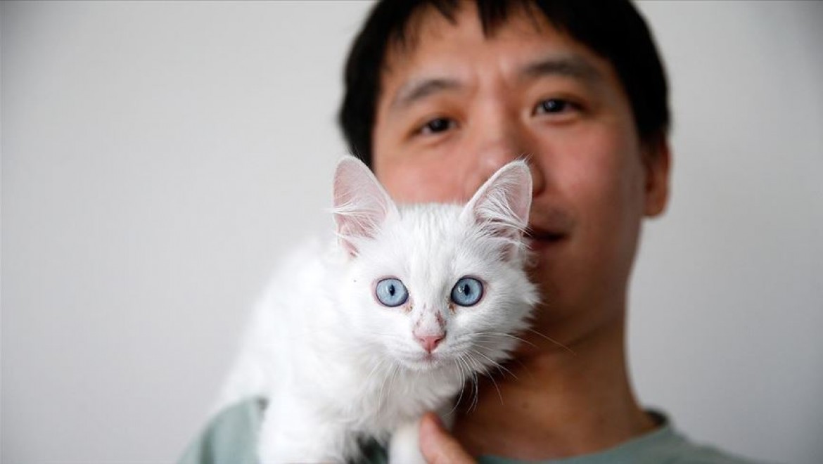 Van kedisini sahiplenmek için Çin'den Türkiye'ye geldi
