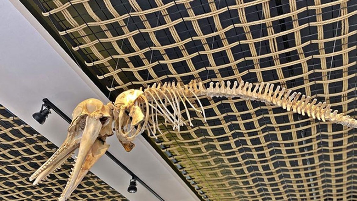 Mersin'de gömülen deniz canlılarının iskeletleri müzede sergilenecek