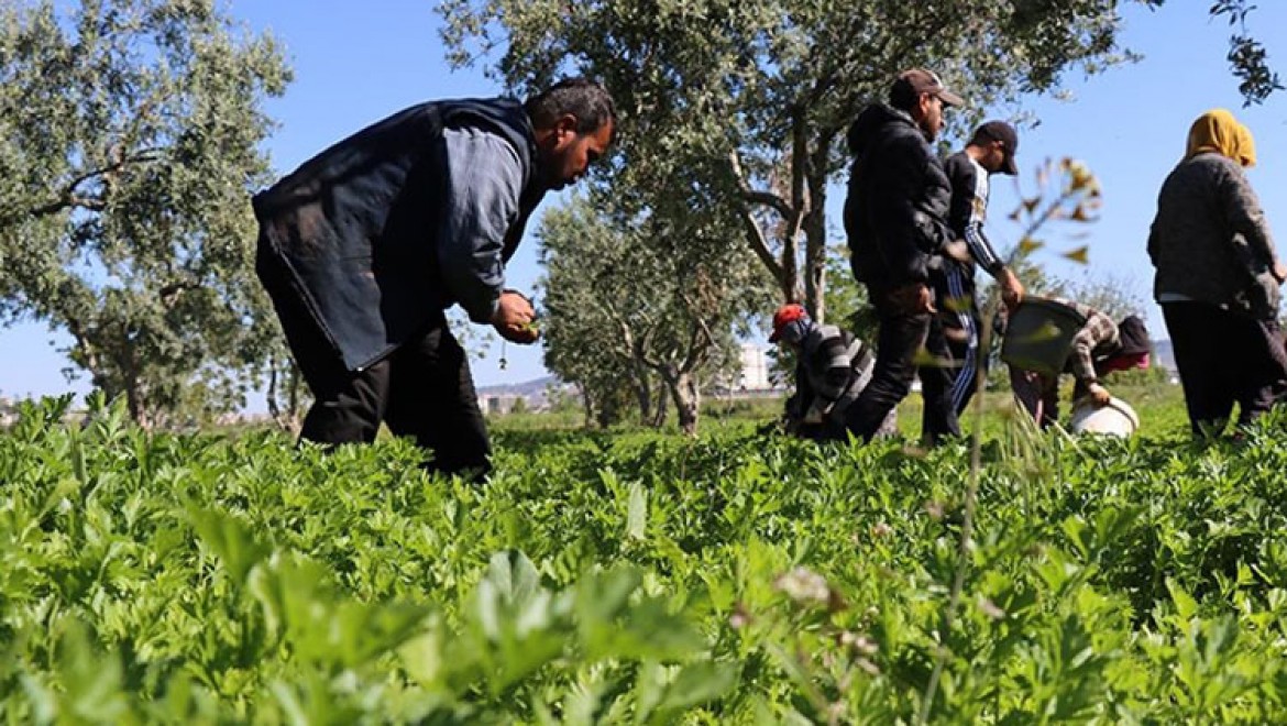 Kilis'te tarım işçileri 1 Mayıs Emek ve Dayanışma Günü'nde de üretime katkı sağlıyor