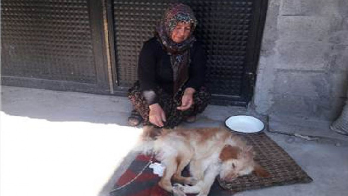 Zonguldaklı Ayten Hanım felçli köpeğinin yürüyebilmesi için yardım bekliyor