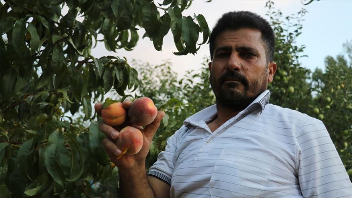 Devlet desteğiyle çeşitlendirdiği baba yadigarı bahçesinde tonlarca meyve üretiyor