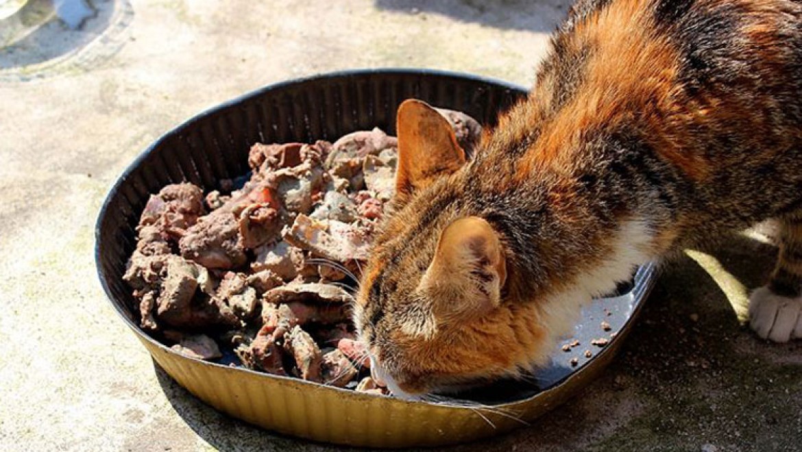 Edirne'de kedilere yarım ton ciğer dağıtıldı