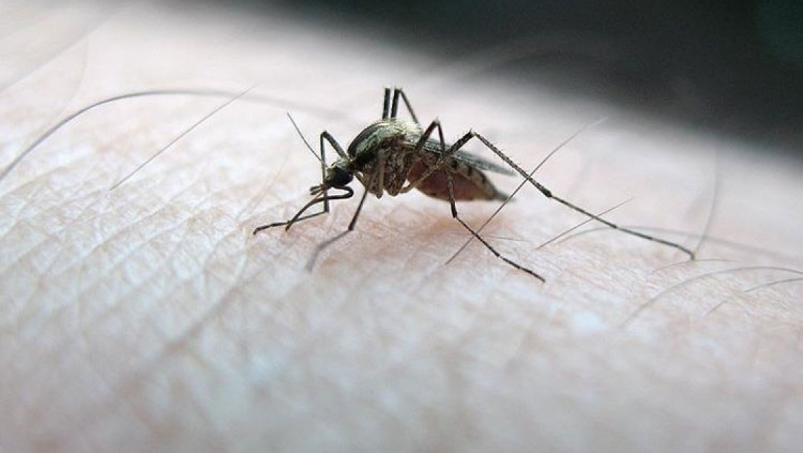 İstanbul'da sivrisinek kaynaklı alerjik reaksiyonla hastaneye başvurularda artış
