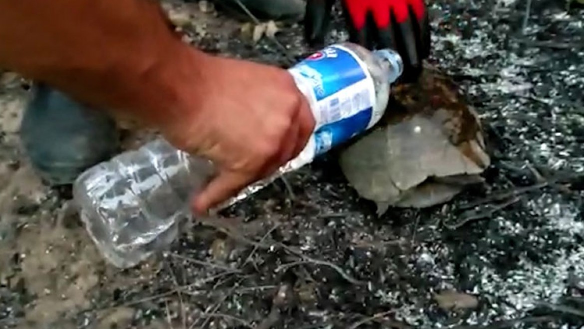 Yangınında küller arasında kalan kaplumbağayı itfaiye kurtardı