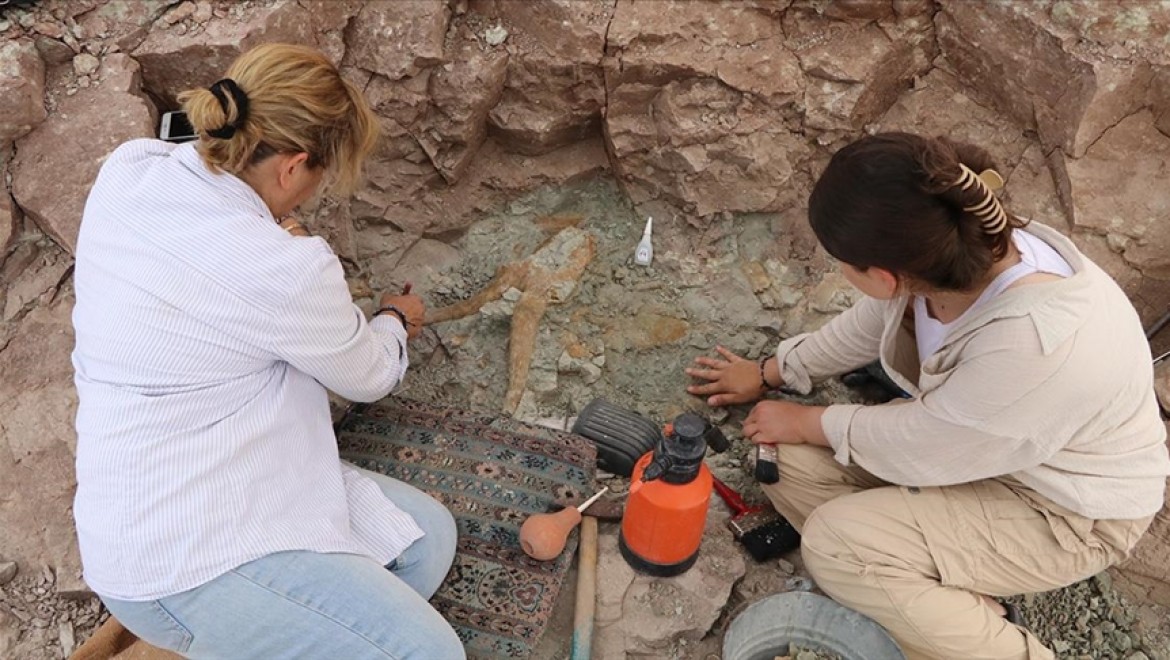 Çankırı'da yaklaşık 8,5 milyon yıllık fosiller gün yüzüne çıkarılıyor
