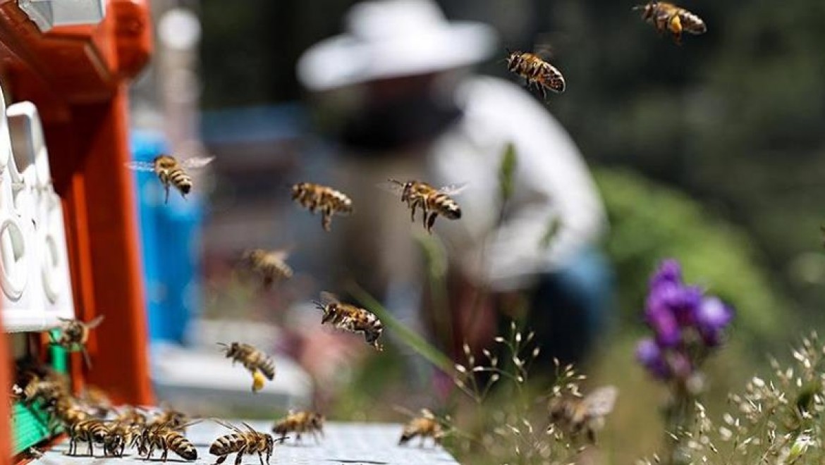 Gıda üretiminde 'arı' etkisi