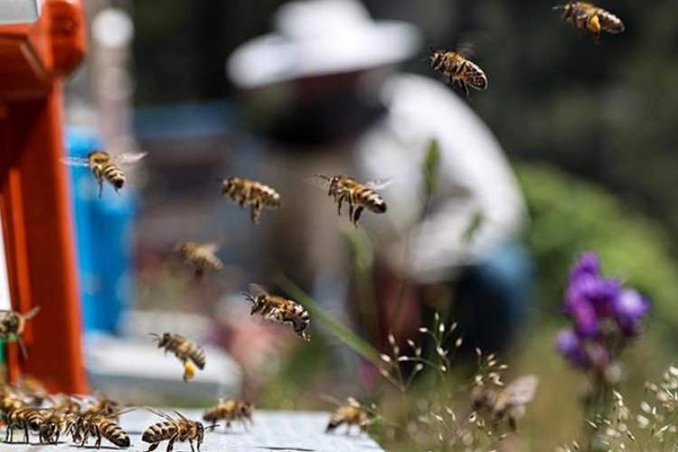 Gıda üretiminde 'arı' etkisi