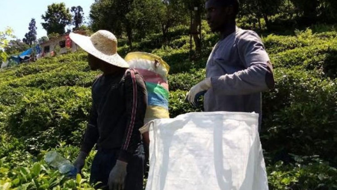 Senegalli İşçiler Çay Toplamayı İnternetten Öğrenmiş