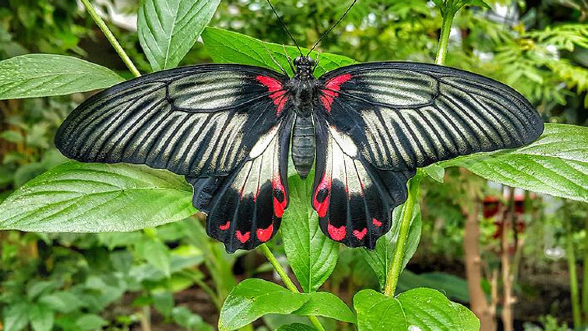 Tropikal Kelebek Bahçesi'ne Ziyaretçi İlgisi