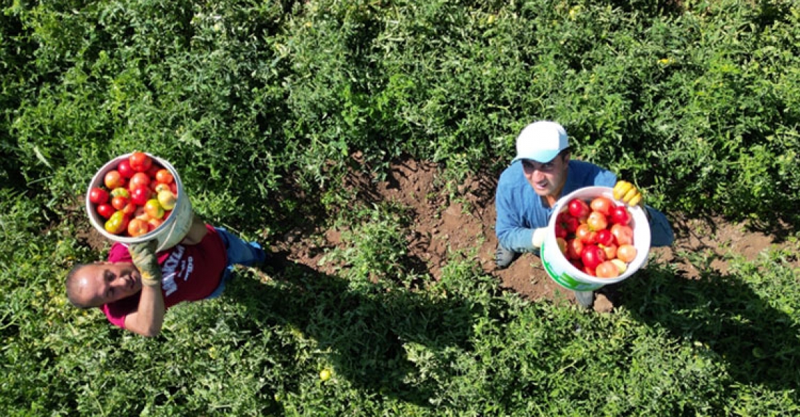 Bingöl'ün tescilli guldar domatesinin üretimi devlet desteğiyle artacak