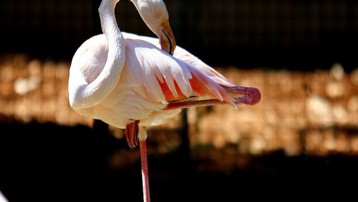 Flamingolar tek ayak üstünde enerjiden tasarruf ediyor