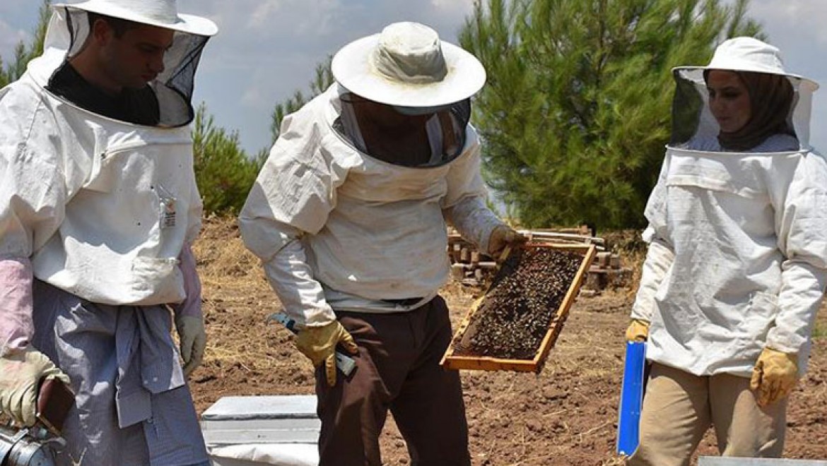 Adıyaman'ın 'yerli bal arıları' çoğaltılacak