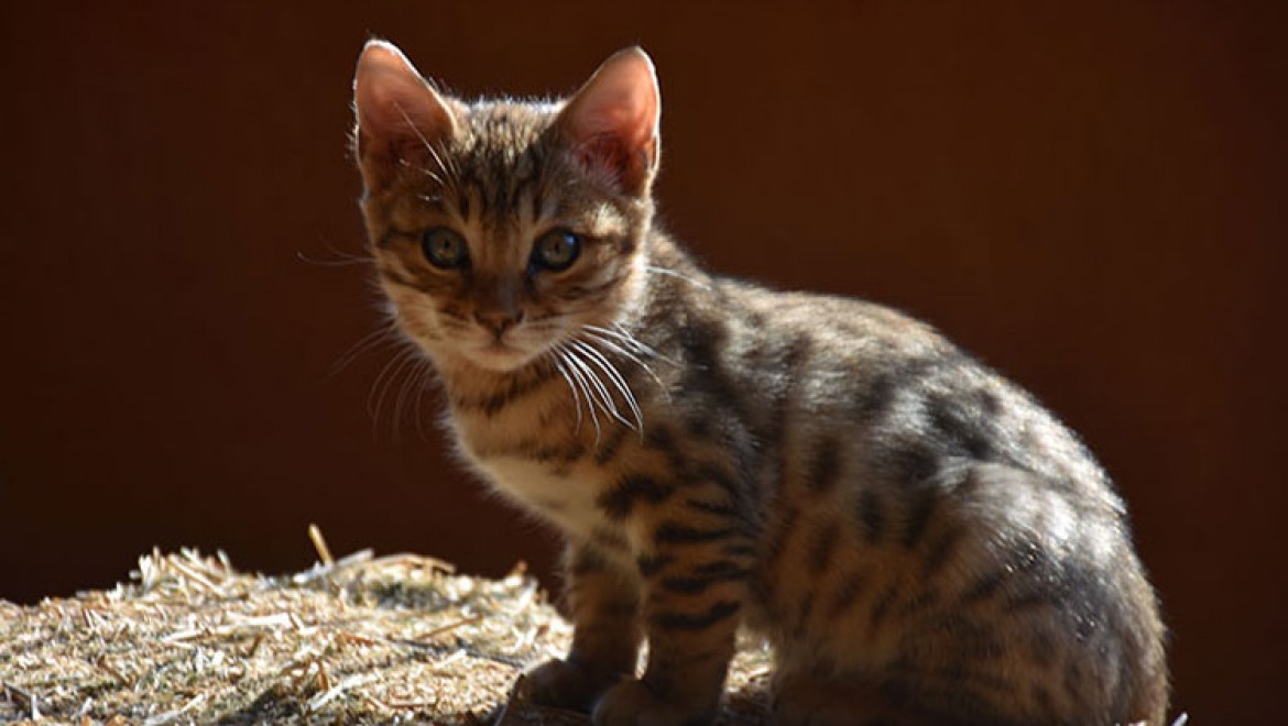 Gaziantep Hayvanat Bahçesi'ne Bengal kedisi mutluluğu