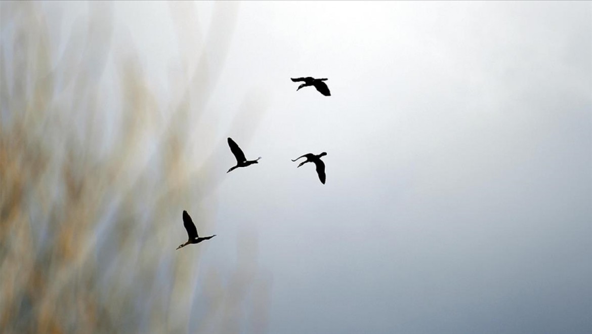 Göçmen kuşların Ardahan'a dönüşü güzel görüntülere sahne oldu