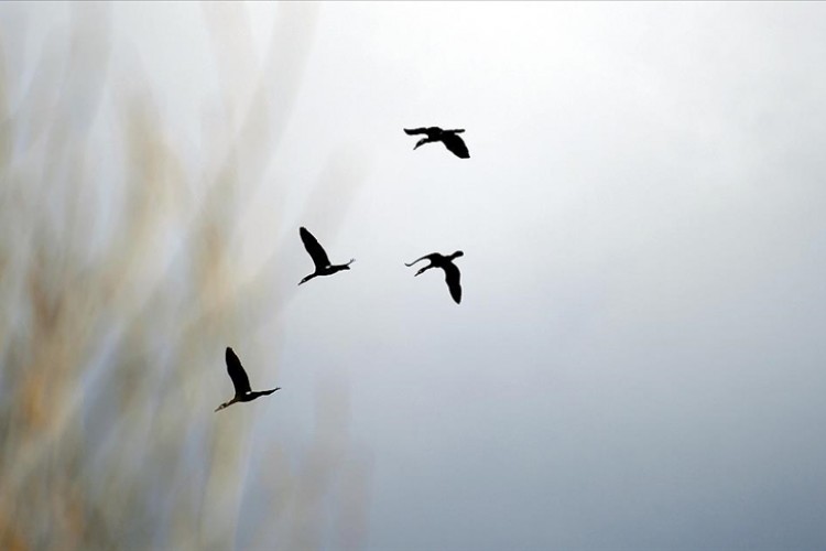 Göçmen kuşların Ardahan'a dönüşü güzel görüntülere sahne oldu
