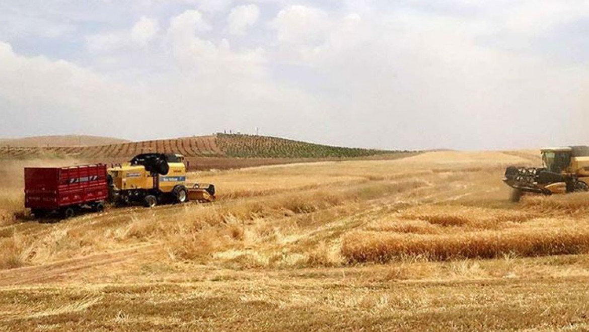 Pamuk diyarı Şanlıurfa'da toprak 'nöbetleşe ekim'le korunuyor