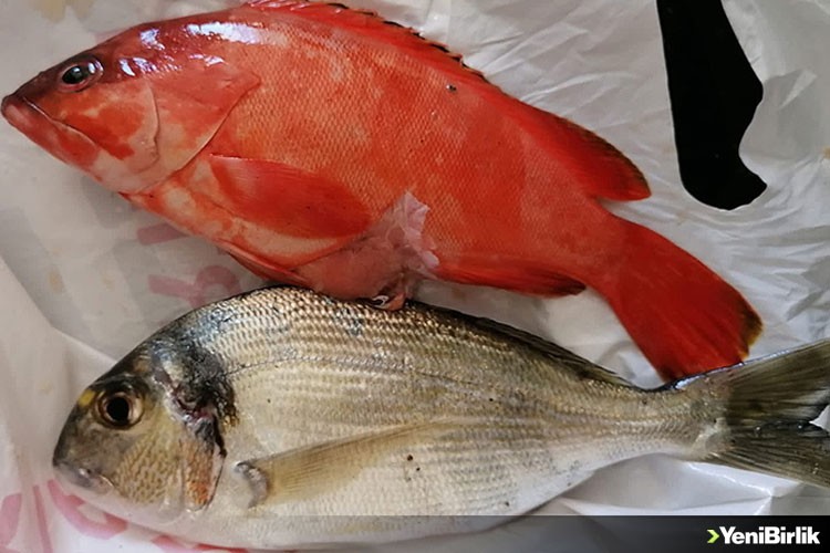 Tropikal suların kırmızı lagos balığı Antalya'da yakalandı