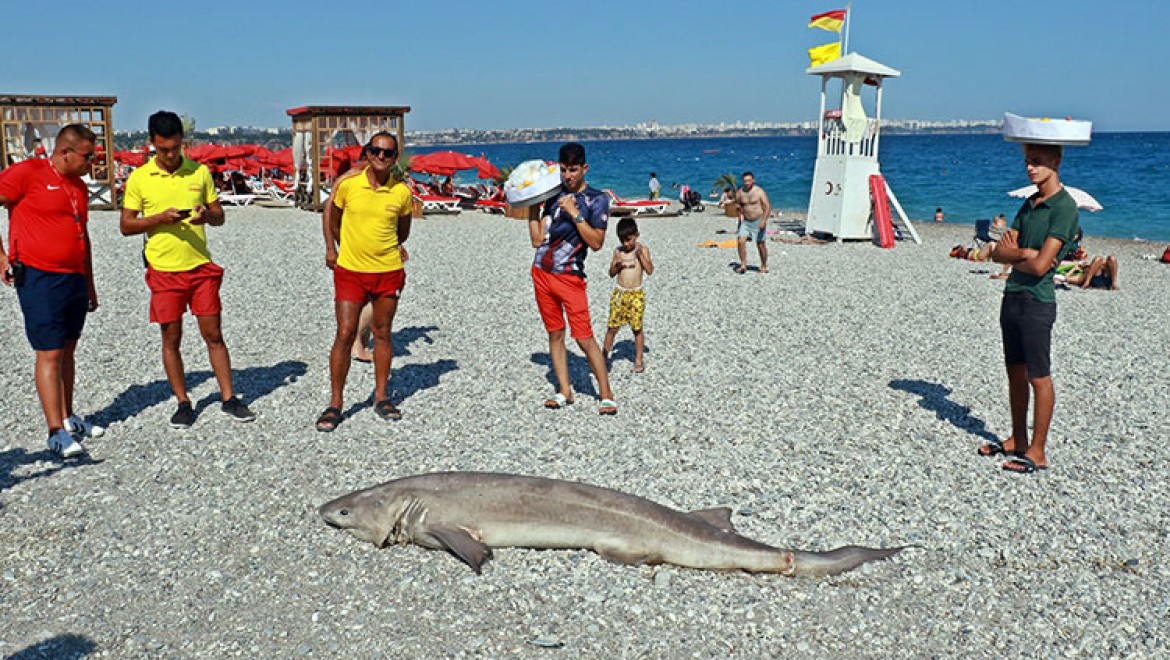 Antalya'da 3 metrelik köpek balığı