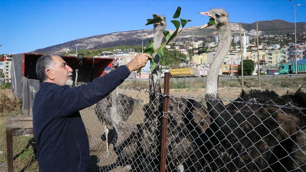Emekliliğinde kurduğu deve kuşu çiftliğiyle yurt dışına açılmayı hedefliyor