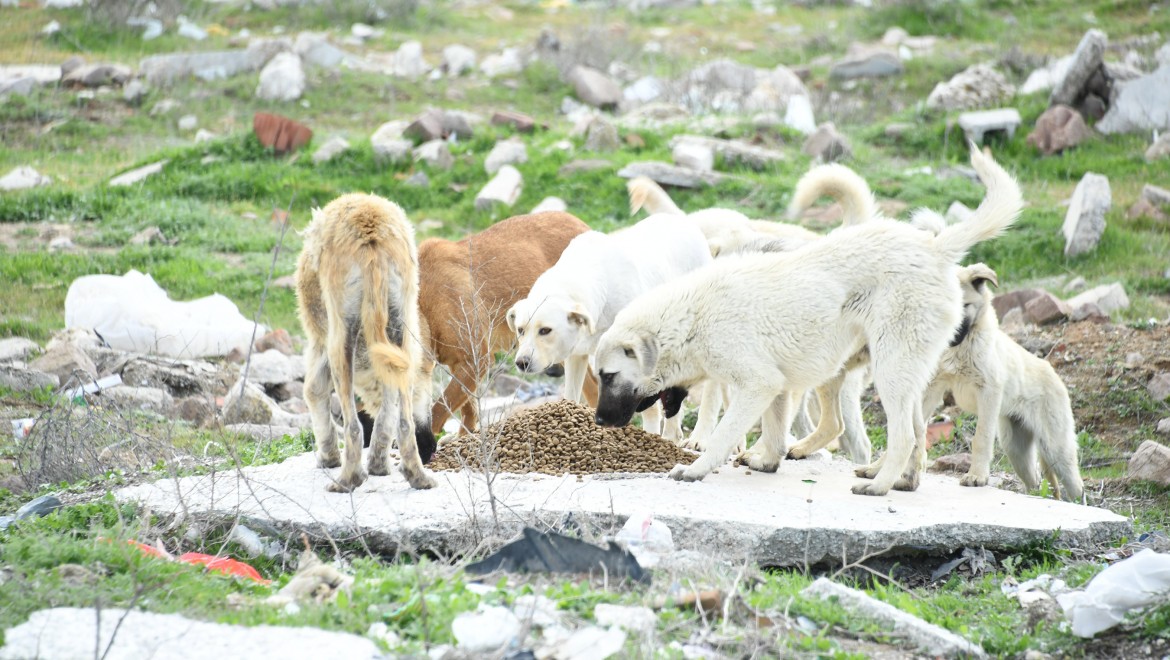 Konya'da Sokak Hayvanlarını Beslemek İçin Ek Tedbir Alındı
