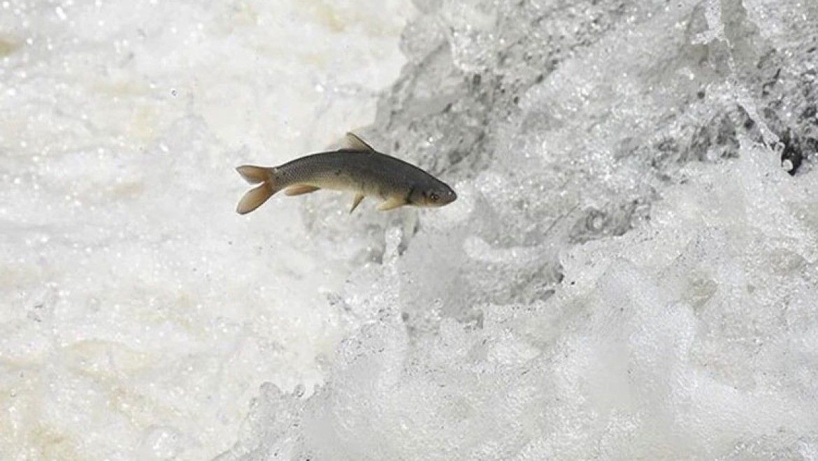Kars'ta tatlı su kefallerinin zorlu yolculuğu görüntülendi