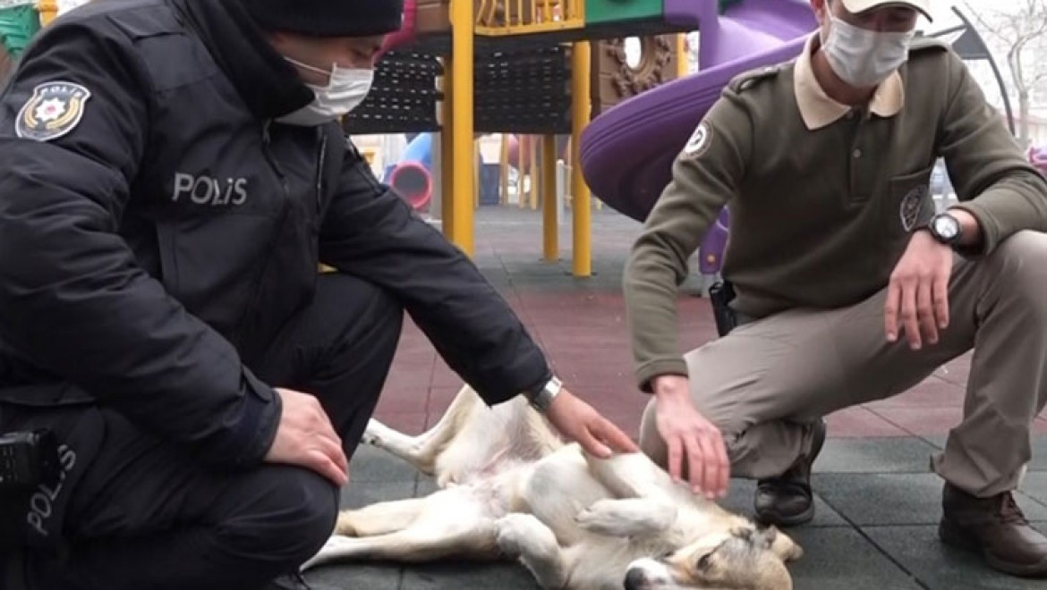 Isparta'da sokak hayvanlarını kısıtlamada polisler besledi