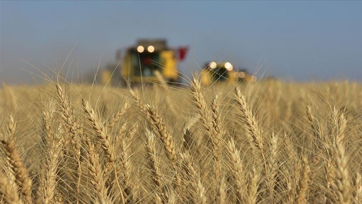 Buğdayda alım fiyatındaki yüzde 36'yı aşan yükselişin ekim alanlarını artırması bekleniyor
